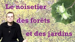 Les noisetiers  leurs secrets botaniques et leurs légendes [upl. by Xavier750]