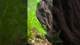 Anacharis Elodea the plant who lived fishtank aquariumplants plantedtank plantedaquarium [upl. by Solrak]