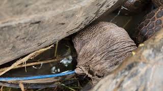 Tortoise head gets stuck under water [upl. by Yasmin]