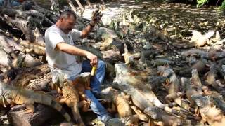 Manzanillo Colima Dando de comer a más de 500 iguanas Iguanario Archundia [upl. by Shaum983]