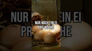 Eier und Cholesterin gesundeernährung welteitag eier proteine cholesterin ernährung [upl. by Roselba]