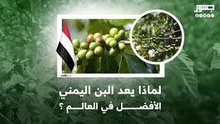 لماذا يعد البن اليمني الأفضل في العالم؟ [upl. by Lahcear]