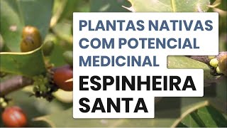 Série Plantas Nativas com Potencial Medicinal – Espinheira Santa [upl. by Matthews]