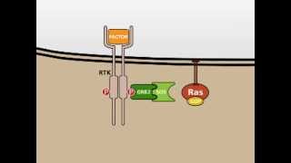 The MAP Kinase MAPK signalling pathway [upl. by Sabec]