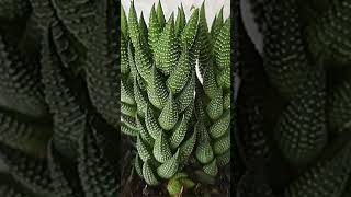 Haworthia Coarctata suculentas [upl. by Frodine]