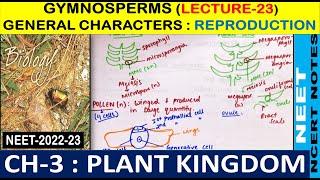 Plant Kingdom Class  11  Gymnosperms  Reproduction in detail  Lecture 23  NEET2022 amp 2023 [upl. by Acherman]