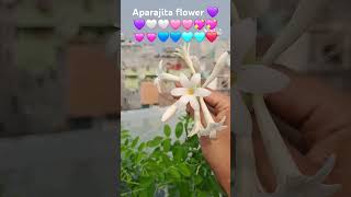 Aparajita flower new video  flower gardening in home terrace  Like share commemt and subscribe 💜🤍 [upl. by Robenia899]