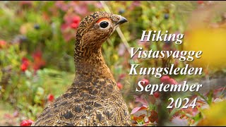 Autumn Hiking Vistasvagge Kungsleden September 2024 first Impressions Wandern in Sapmi Lappland [upl. by Aidroc]