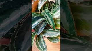 How to care for calathea plantscalathea plants calathea plant varieties calathea calatheaplant [upl. by Schurman948]