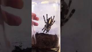 🩸 Poecilotheria Regalis Tarantula Wants Out shorts 🩸 [upl. by Ahsimal]