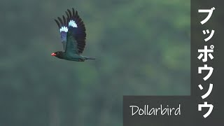 Dollarbird ブッポウソウ 【野鳥撮影野鳥動画】 [upl. by Braynard474]