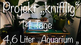 46 Liter „Aquarium“ aquarium aquaristik [upl. by Leuqer]