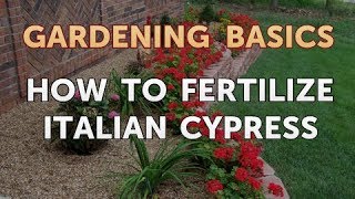 How to Fertilize Italian Cypress [upl. by Geer]