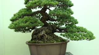 Best of the Japanese Bonsai exhibitions [upl. by Pelagi]