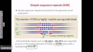 Simple sequence repeat SSR or microsattelite [upl. by Maighdiln]