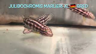 Julidochromis marlieri XL 🇩🇪 bred [upl. by Uranie]