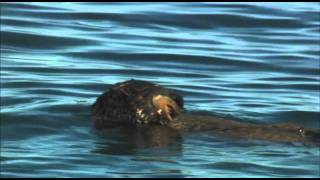 Honey Badger Narrates The Precious Sea Otter [upl. by Gertrudis]