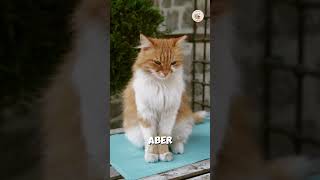 Hat deine Katze die kleine Tasche im … [upl. by Adigirb]