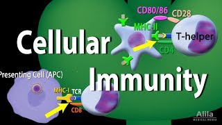 Cellular Immunity  Adaptive Immunity part 1 Animation [upl. by Jayne]