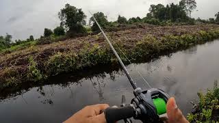 Daiwa Steez AII TW 2023 First Casting Impression Bagus atau Menakjubkan [upl. by Christabelle]