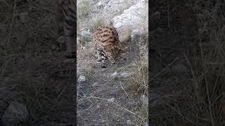 blackfooted cat Felis nigripes [upl. by Tolkan]