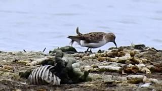 Temmincks Stint Lunt Meadows 18520 [upl. by Ahsinor]