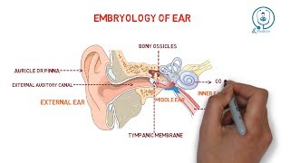 Embryology of ear  development [upl. by Assilak]