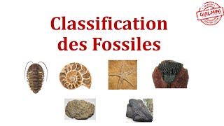 Classification des Fossiles  GuilMini [upl. by Secnarfyram856]