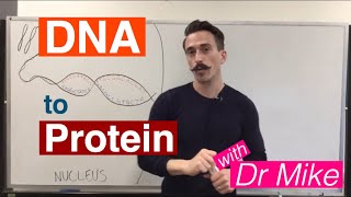 DNA Transcription and Translation  DNA to Protein [upl. by Telimay]