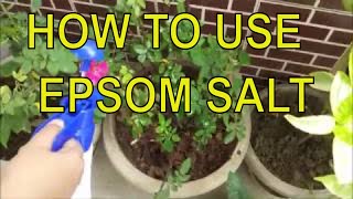 How to use Epsom Salt for plants  Fertilizer for plants  Liquid Fertilizer for plant [upl. by Fowkes]