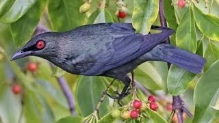 Asian glossy starling Aplonis panayensis  sound  call  song [upl. by Nonnel]