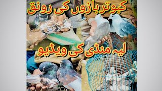 layyah mandi ki new video mandi ka visit  layyah kabuter bazi pigeons kabuter bazi [upl. by Rodmun]