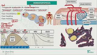 Hematología  Hematopoyesis [upl. by Hoisch930]