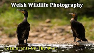 Cormorants On The Wier [upl. by Llehcor]