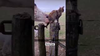 Cat and horse 😆😆 funnyvideo cat funnycats funny pets funnypetsmoments [upl. by Keese]