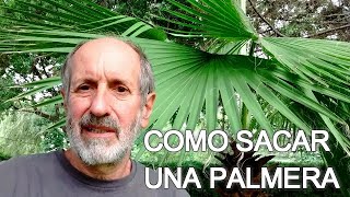 COMO SACAR UNA PALMERA PARA SU TRANSPLANTE [upl. by Angid]