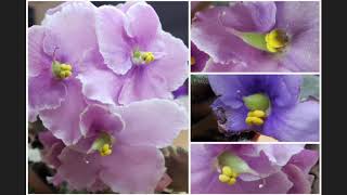 African Violet Saintpaulia cross pollination amp seed pods development experiment [upl. by Introc]