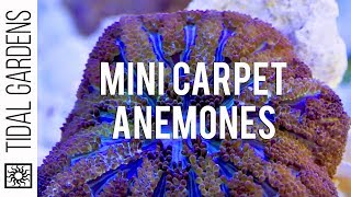 Mini Maxi Carpet Anemone Propagation [upl. by Riane312]