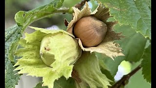 NOISETIER  TOUT CE QU’IL FAUT CONNAÎTRE SUR CET ARBUSTE FRUITIER ET COMMENT LE PLANTER AVEC SUCCÈS [upl. by Blumenfeld]