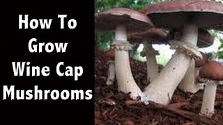 How To Grow Wine Cap Mushrooms at Home  Mushroom Farming [upl. by Eentruoc537]