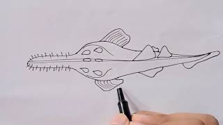 How to Draw Pristis  How to Draw Pristis Sawfishes Diagram  Structure of Pristis in Very Simple [upl. by Asirap]