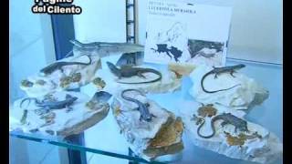 Corleto Monforte Intervista al Direttore del Museo Naturalistico [upl. by Phalan182]