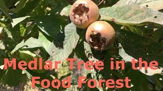 Medlar Tree Mespilus germanica in the Food Forest [upl. by Melbourne]