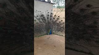 Navilenu kunibeku song real dance of peacock [upl. by Niamrej]