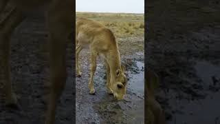 The Saiga Antelope Was Close to WHAT [upl. by Leona564]