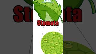 Stomata  Features of Stomata Anatomy of Flowering PlantsClass11 Biology neetbiology neetnotes [upl. by Ahsekel]