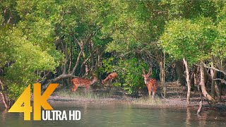 Sundarbans  The World’s Largest Natural Mangrove Forest India  4K 60fps Nature Relax Video [upl. by Dduj]