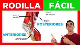 ✅ MÚSCULOS de la RODILLA Fácil Anteriores y Posteriores Anatomia [upl. by Lacagnia880]