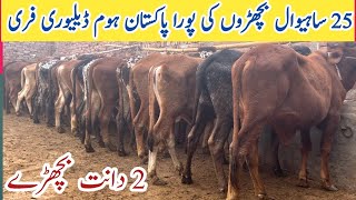 Today Low Prices Sahiwal Cholistani Calf  25 Animals All Over Pakistan Dalivery Free [upl. by Jovi]