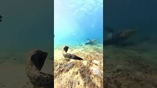 Scrawled Filefish and Rainbow Parrotfish Snorkeling Phil Foster Memorial Park [upl. by Lezley]